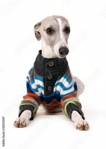 Hund im Winterpullover