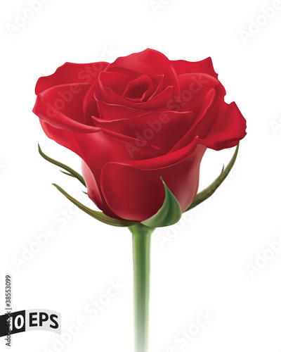 Red rose isolated on white background. Vector illustration