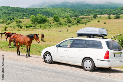 horses on the road