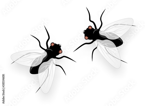 Fliege 2