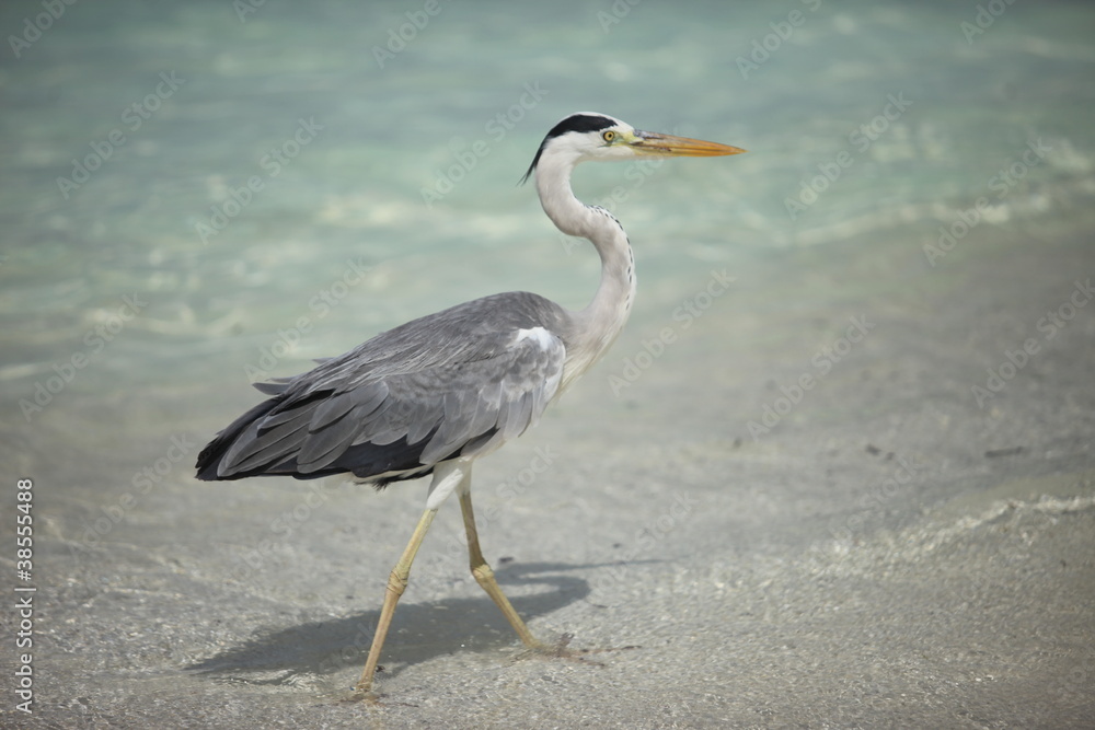 Vögel Vögel