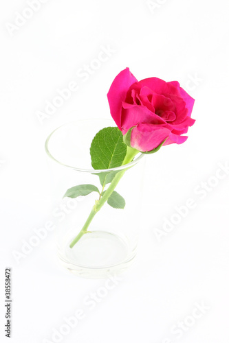 Pink rose in glass on white background.