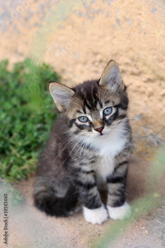 Funny cute kitten sniffs