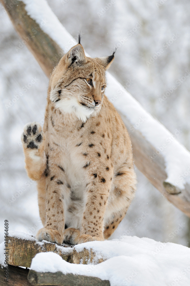 Fototapeta premium Lynx in winter