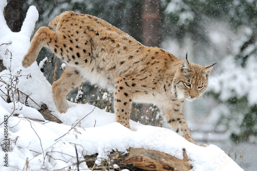 Lynx in winter