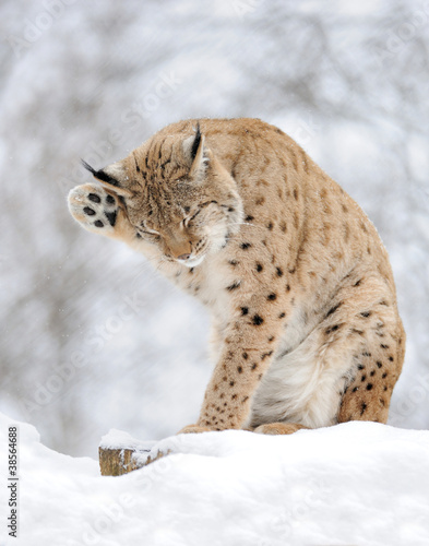 Lynx in winter © byrdyak