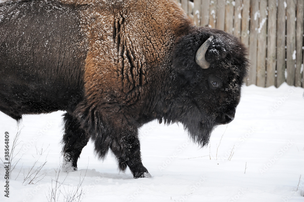 Bison in winter