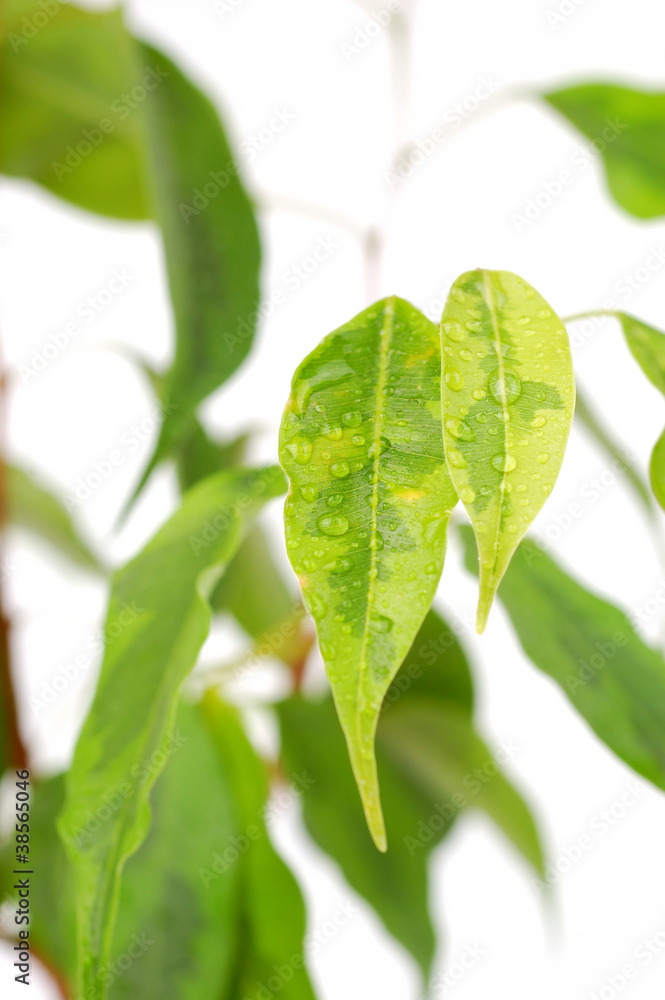 Ficus leaves closeup Ficus leaves closeup