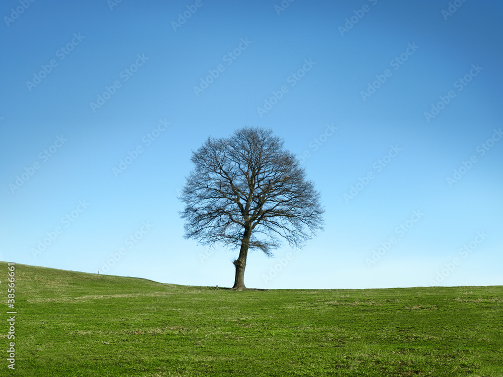 Obraz premium Tree on autumn day
