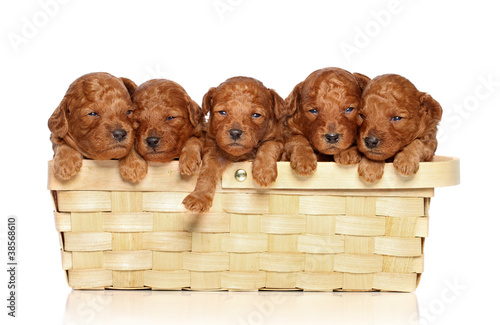 Poodle puppies in basket a white background photo