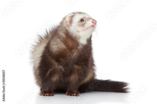 Ferret posing on a white background