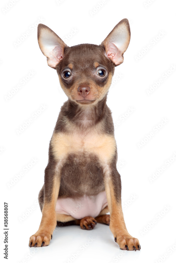 Russian toy terrier puppy