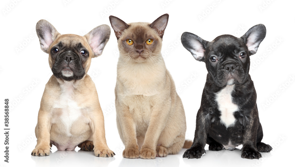 Cat and dog puppies on a white background Cat and dog puppies on a white background