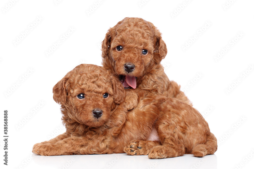 Toy-poodle puppies (30 days) on a white background Toy-poodle puppies (30 days) on a white background