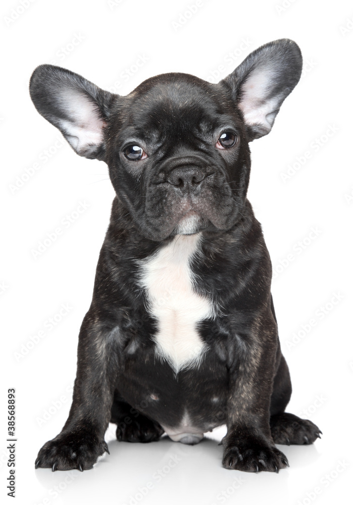French bulldog puppy sits on a white background
