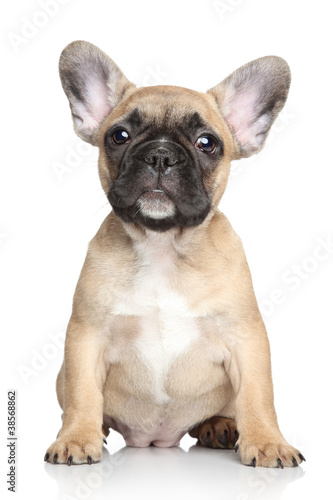 Fototapeta Naklejka Na Ścianę i Meble -  French bulldog puppy on a white background