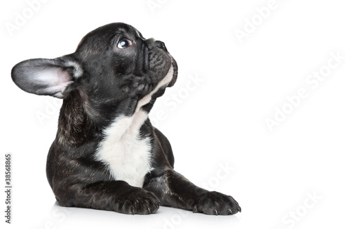 Fototapeta Naklejka Na Ścianę i Meble -  French bulldog puppy looking up