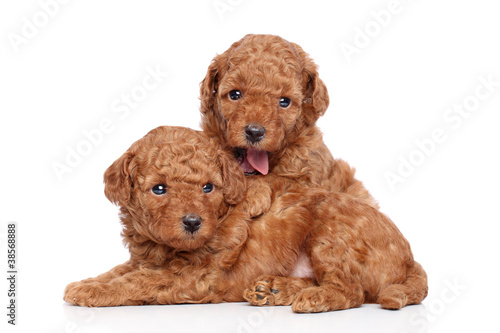 Toy-poodle puppies (30 days) on a white background © jagodka