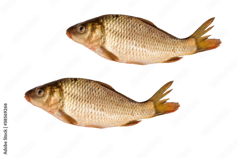 two carps