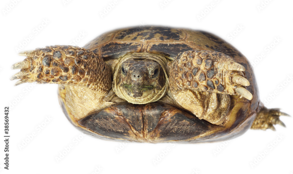 Obraz premium tortoise isolated on white background