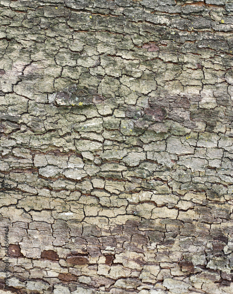 Cortex of the alder with lichen - texture