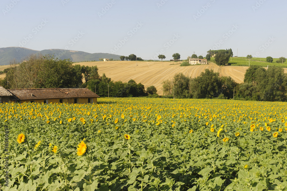 Landscape in Umbria near Todi