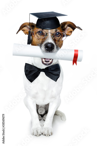graduated dog with diploma © Javier brosch