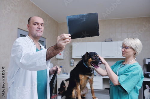 veterinarian and assistant in a small animal clinic