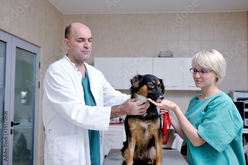 Fototapeta Naklejka Na Ścianę i Meble -  veterinarian and assistant in a small animal clinic