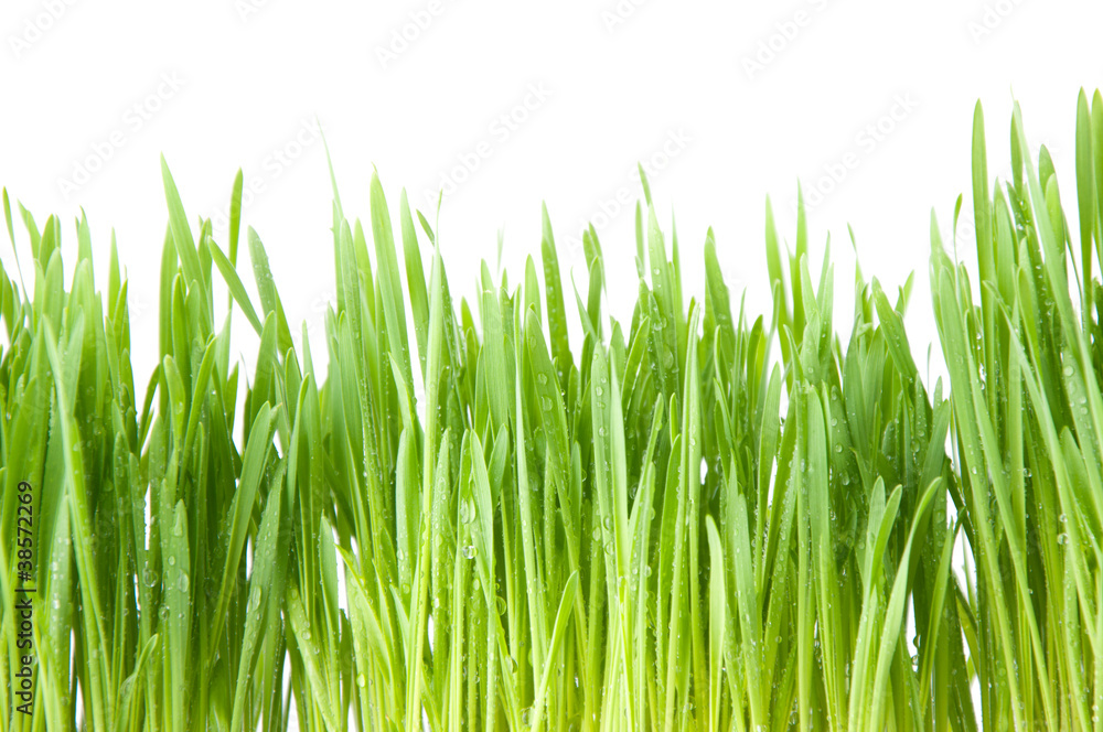 Fresh green grass covered with dew drops, isolated over white Fresh green grass covered with dew drops, isolated over white