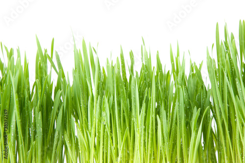 Fresh green grass covered with dew drops, isolated over white