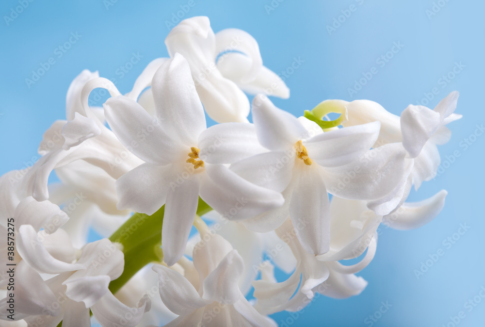 Beautiful flower hyacinth