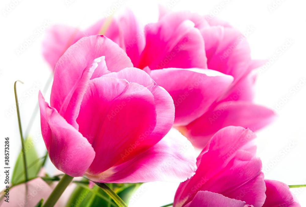 Fototapeta premium Beautiful flower pink tulips