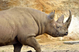 Closeup black rhinoceros (Diceros bicornis) walking