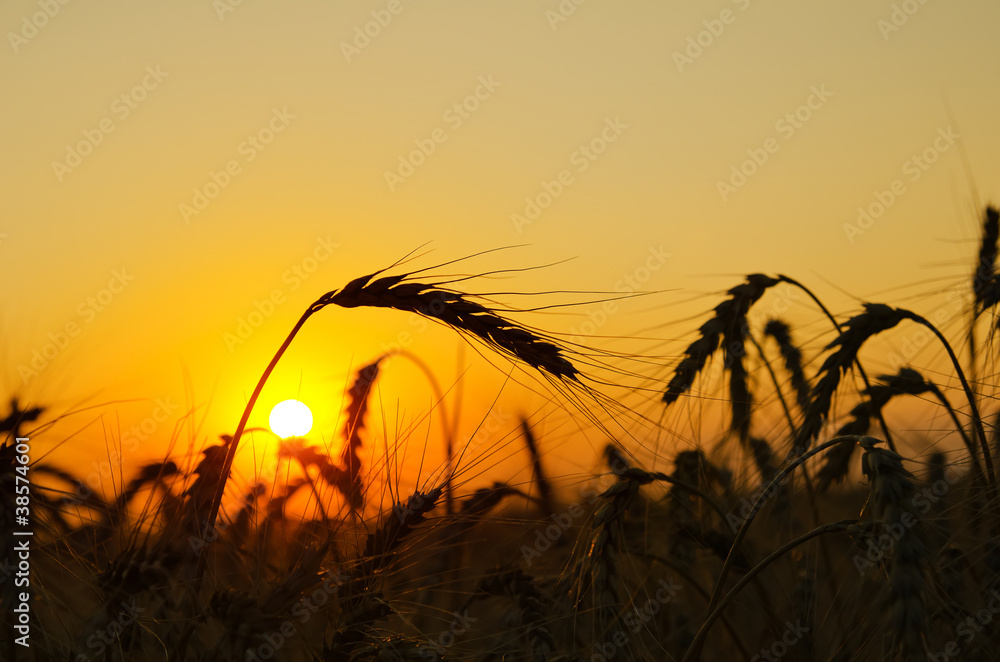 field with gold ears of wheat in sunset field with gold ears of wheat in sunset
