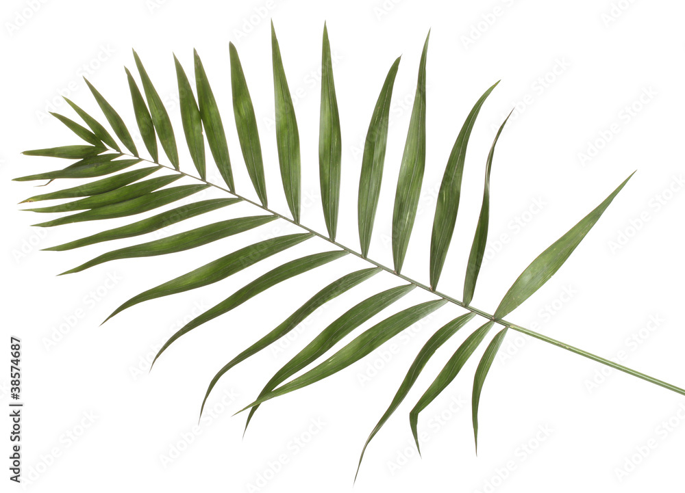 Beautiful palm leaf isolated on white Beautiful palm leaf isolated on white