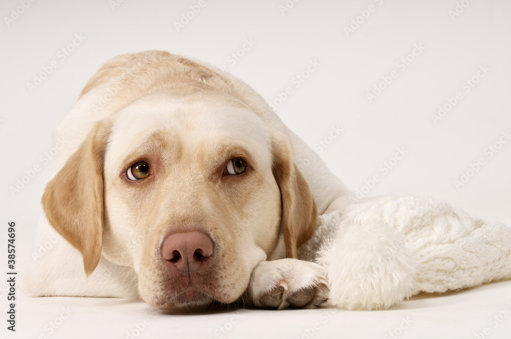 Gelangweilter Hund mit Pudelmütze Gelangweilter Hund mit Pudelmütze