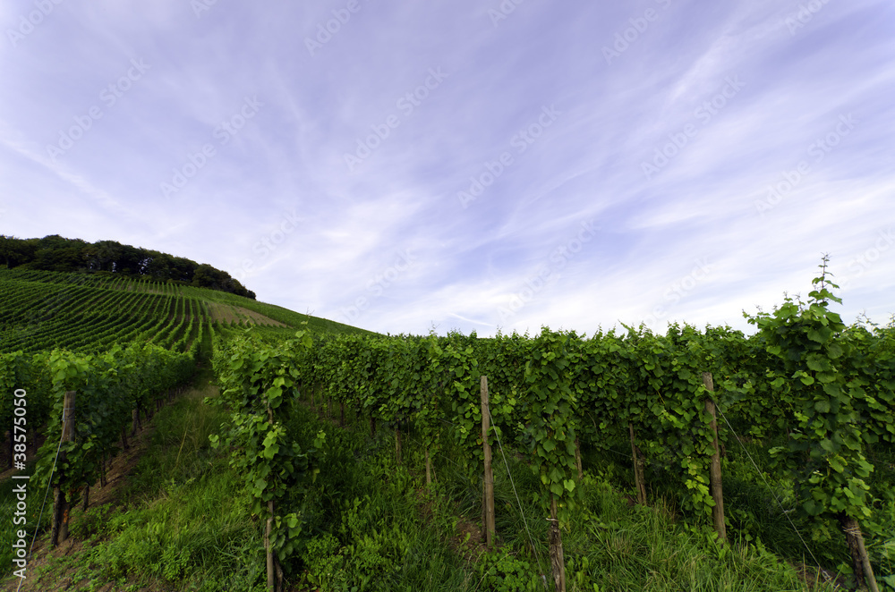 Naklejka premium vineyard