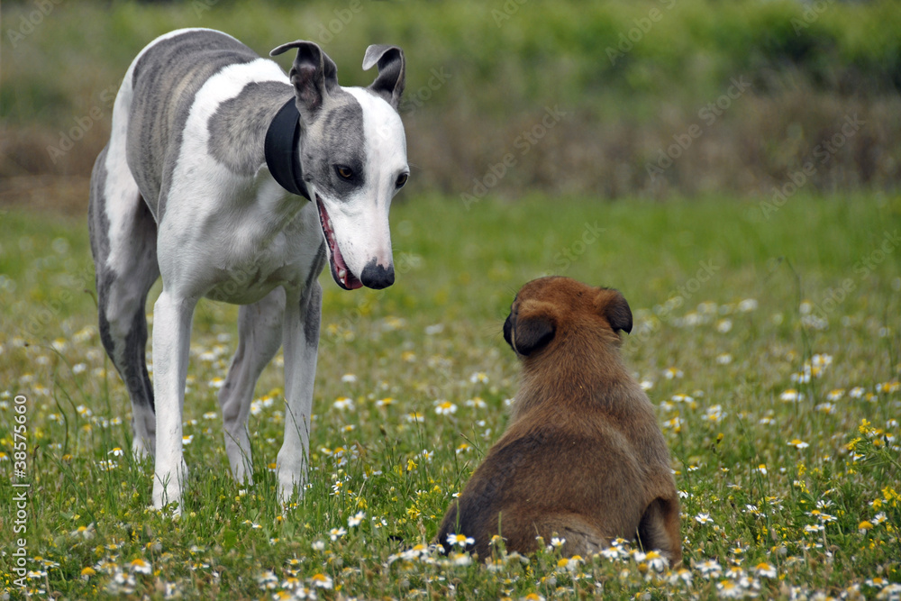 chiot malinois et adulte whippet