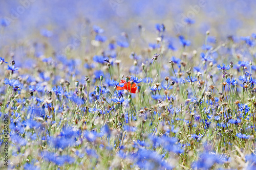 wild flowers © courtyardpix
