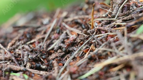 ants2 photo