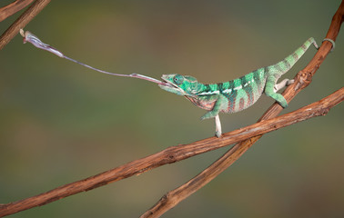 Handdoek met foto Kameleon Kameleon vangt prooi met tong  © Cathy Keifer