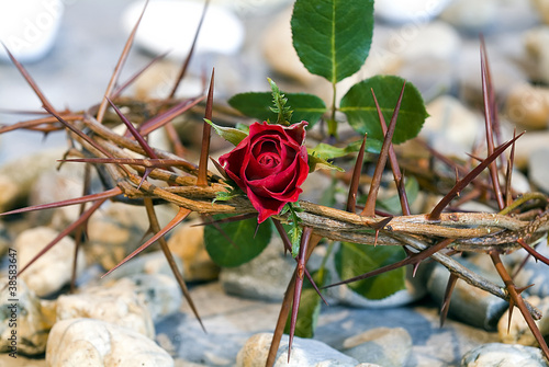 crown of thorns photo