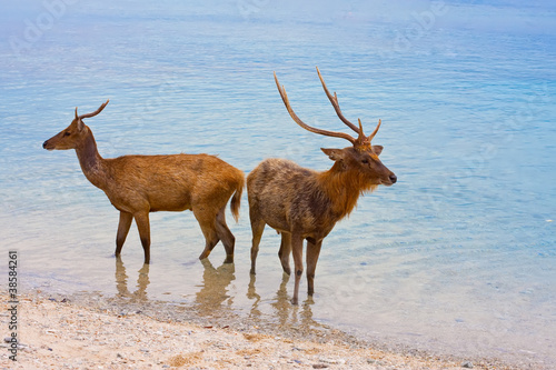 Two deer in ocean