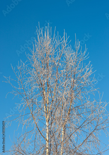 winter birches