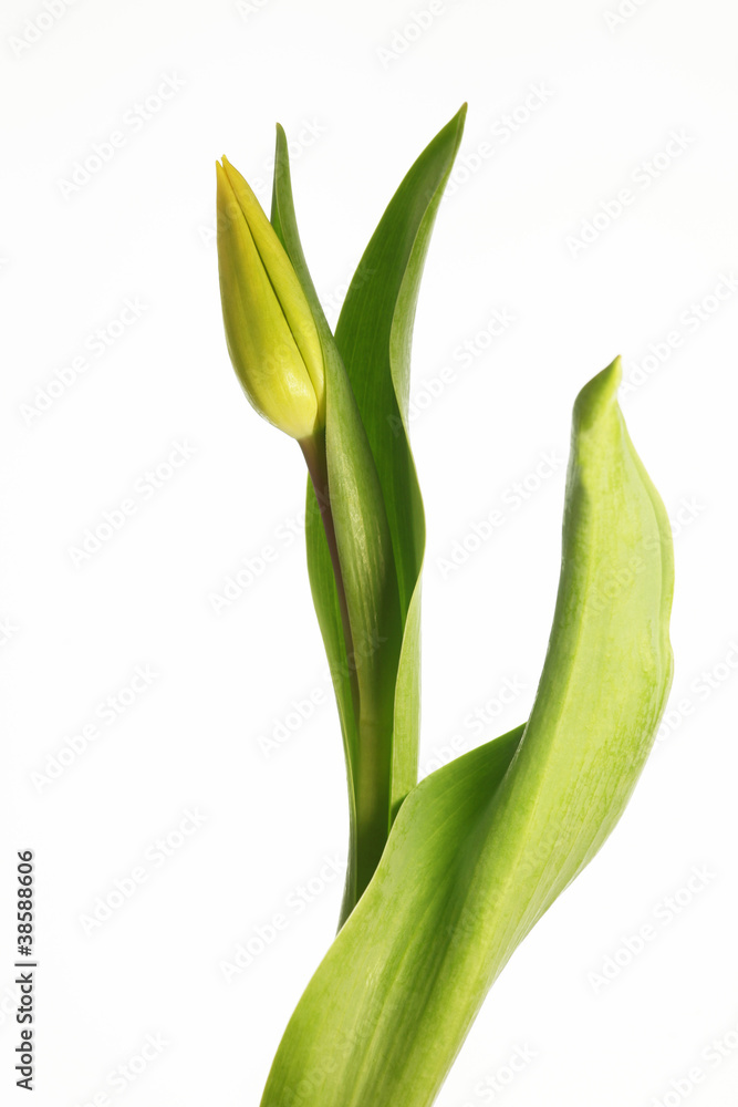 Frühlingserwachen Frühlingserwachen