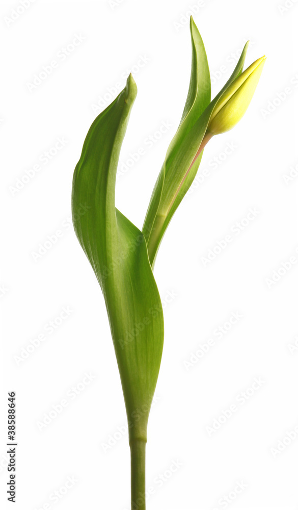 Frühlingserwachen Frühlingserwachen
