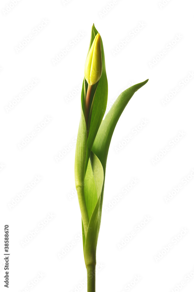 Frühlingserwachen Frühlingserwachen
