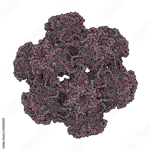 Human papillomavirus (HPV) photo