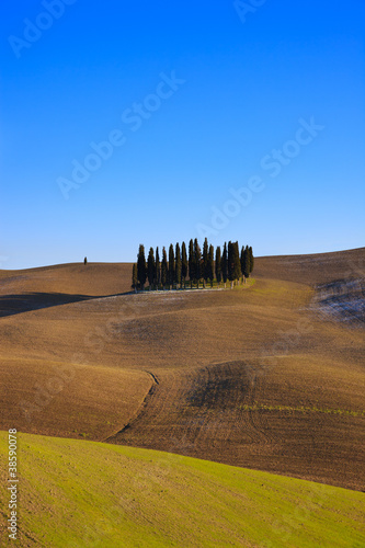 Tuscan cypress trees. Val d'Orcia near Siena.